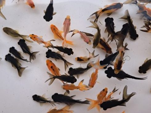 すくい用丸物金魚（出目金　琉金　オランダ）　100尾セット