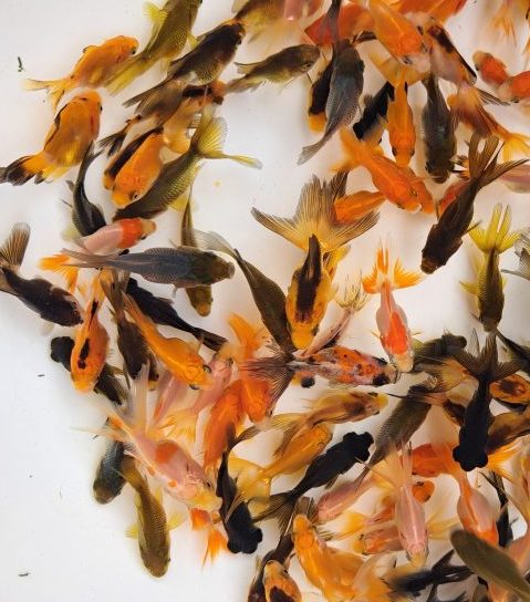 すくい用丸物金魚（出目金　琉金　オランダ）　100尾セット   少し豪華な金魚すくい